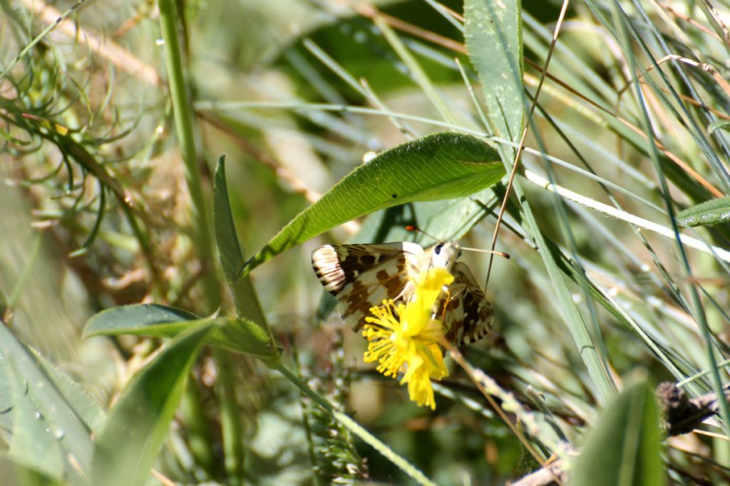 Pyrgus sp.